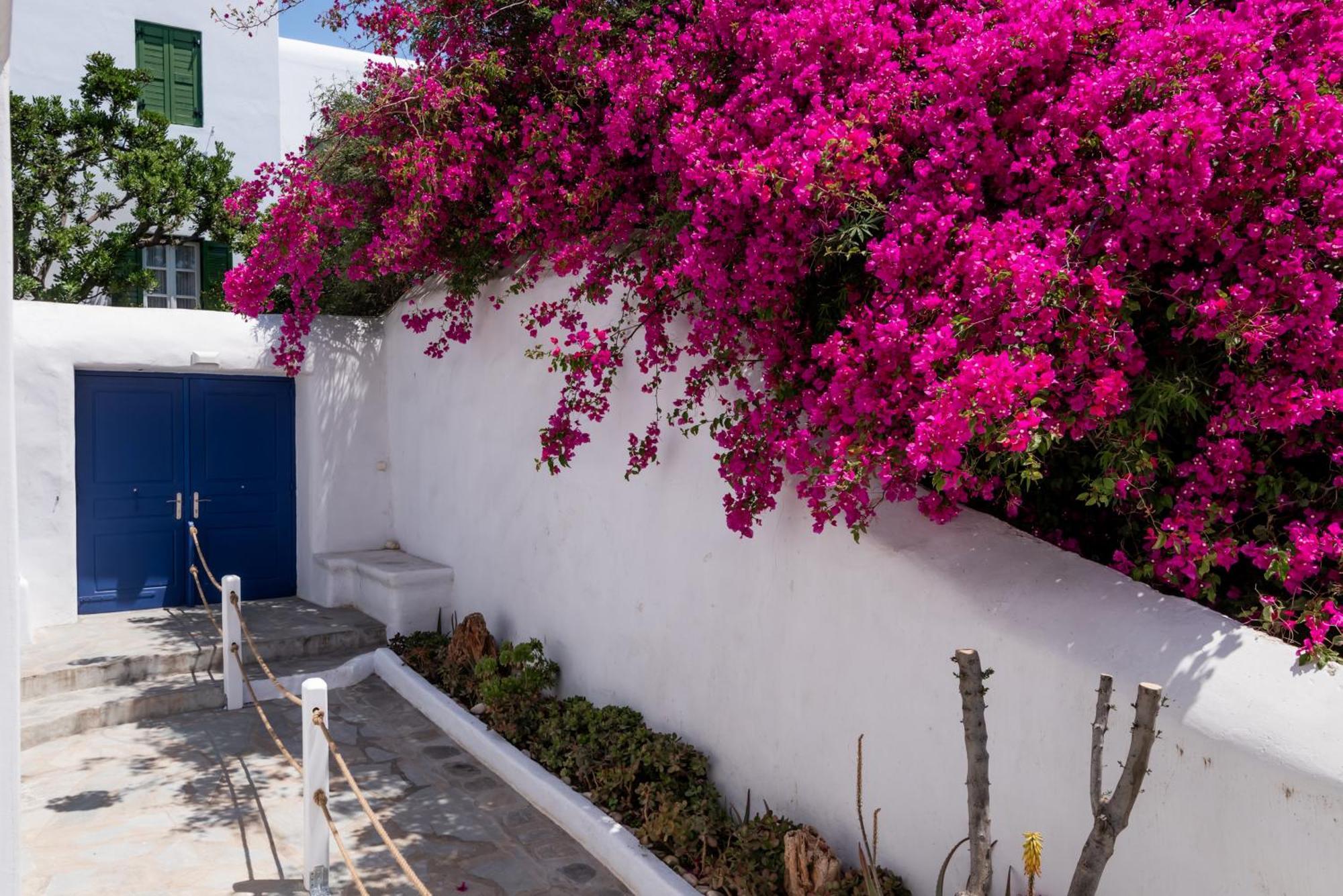 Olive Tree & Capari Mykonos Town Homes & Apartments With Pool! Exteriör bild
